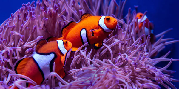 Finding Nemo | Curiosity 13: #Gender ? /curiosity/