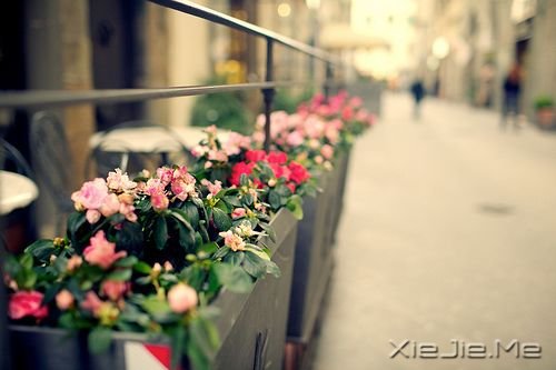 治愈系图片 (2)